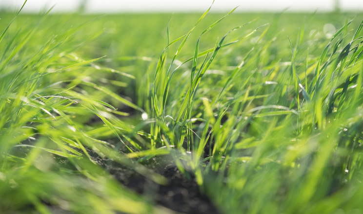 Рецепт успіху вирощування пшениці криється в кліматі, ґрунті, а також у висіві правильного сорту