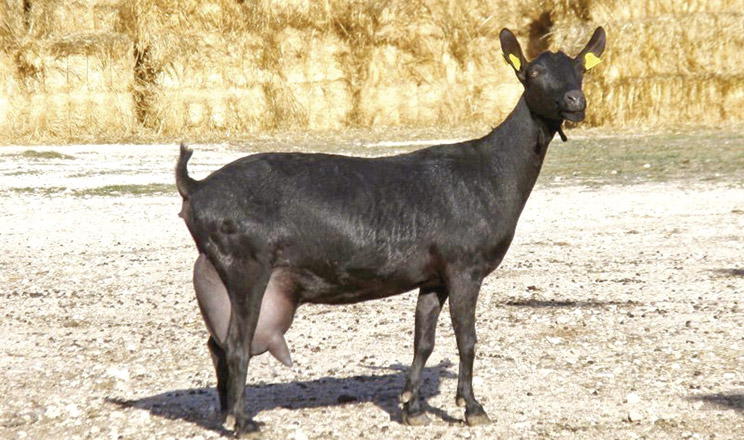 Королева сирного бізнесу