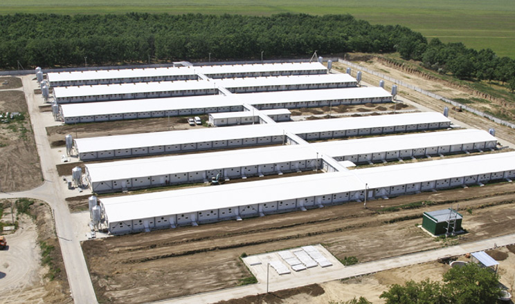 На племзаводі ТОВ «Агропрайм Холдинг» завдяки інноваційним рішенням підвищили продуктивність свиноматок