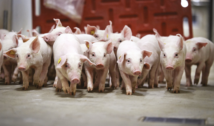 Ефективне відтворення