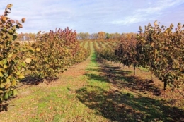 Волинський фермер отримав грант на переробку фундука після високого врожаю