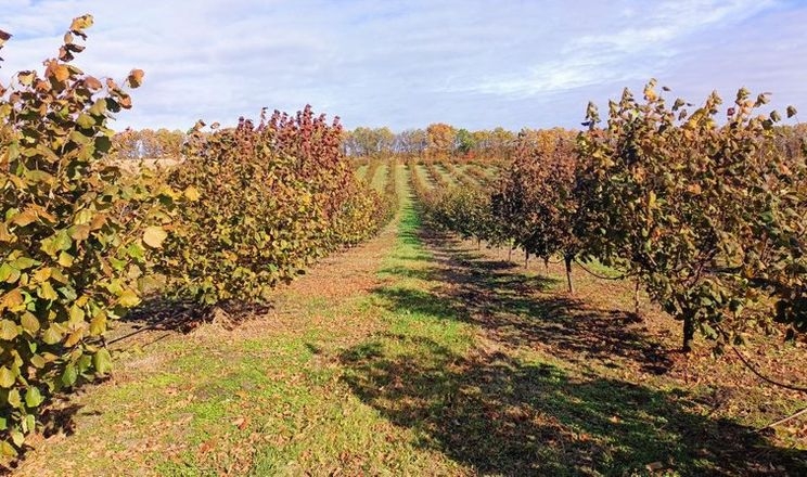 Волинський фермер отримав грант на переробку фундука після високого врожаю