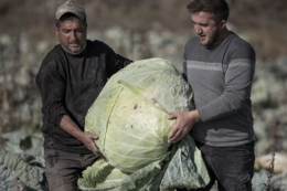 У Туреччині виростили капусту вагою понад 50 кг