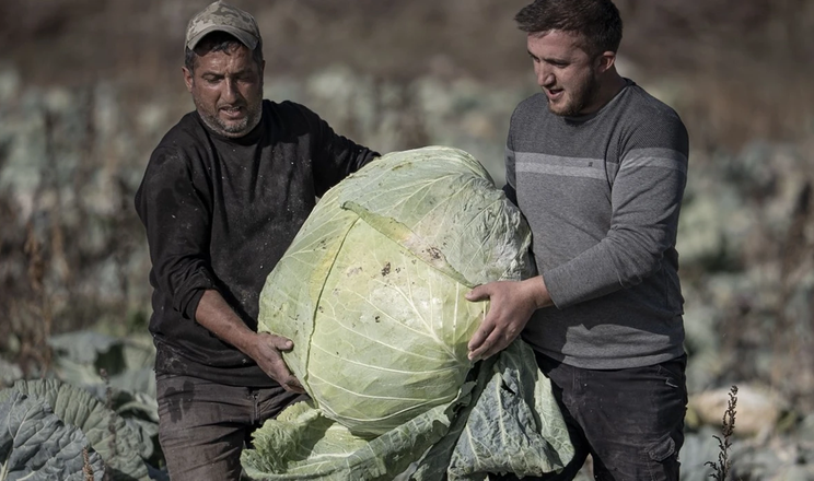 У Туреччині виростили капусту вагою понад 50 кг