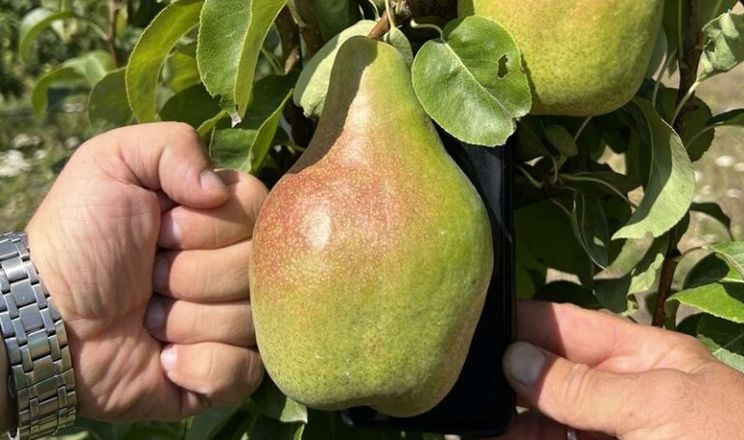 Садівничий проєкт на Вінниччині нарощує виробництво преміальних яблук і груш