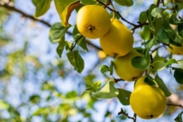 Ще одне господарство на Львівщині отримало новий грант на закладання садів