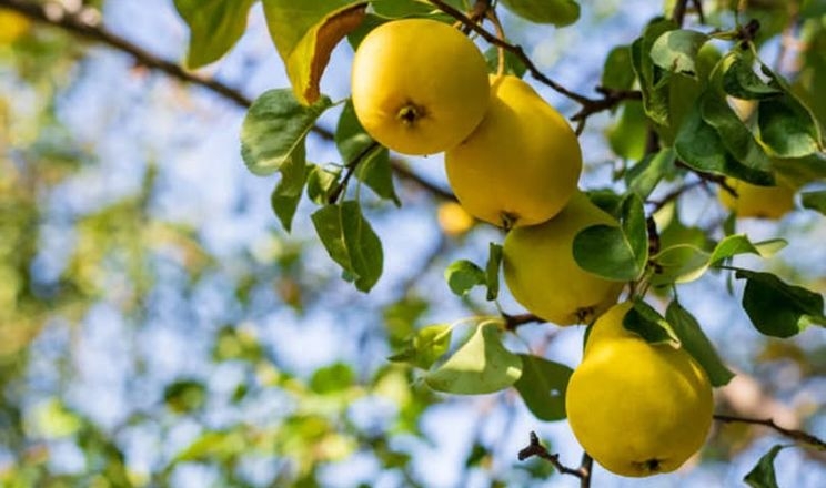 Ще одне господарство на Львівщині отримало новий грант на закладання садів