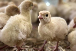 Перед вакцинацією в індиків провокують спрагу