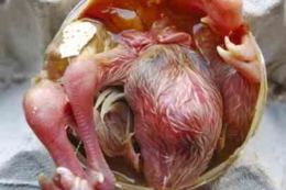 Звідки в інкубаційному яйці беруться близнюки