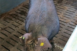 Кнурів у стаді потрібно заміняти через рік-два