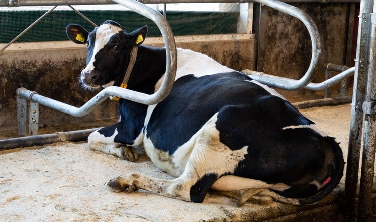 У високопродуктивних корів гіпокальціємія частіше переходить у молочну лихоманку
