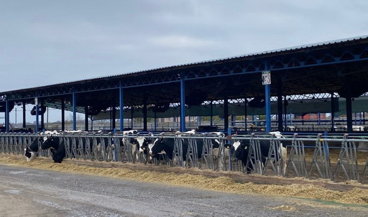 Черкаська агрофірма переробляє відходи тваринництва на добриво