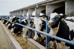 На Черкащині будують ферму на 3 тис. фуражних корів