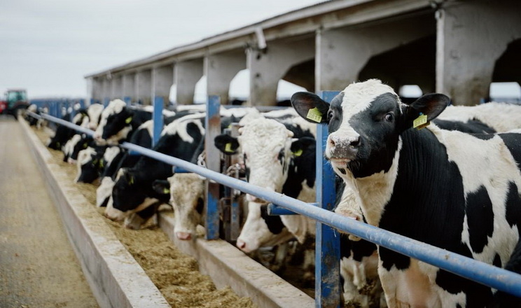 На Черкащині будують ферму на 3 тис. фуражних корів