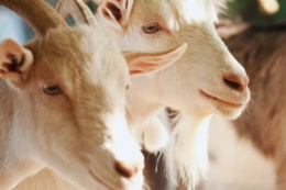 В Україні треба запровадити систему реєстрації племінних кіз на кшталт американської, ‒ думка