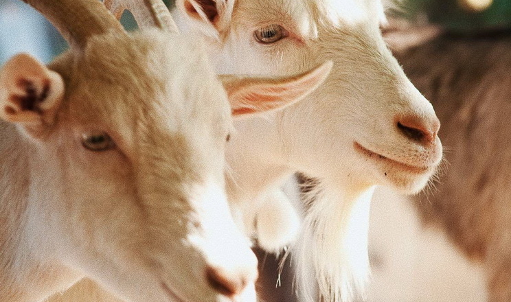 В Україні треба запровадити систему реєстрації племінних кіз на кшталт американської, ‒ думка