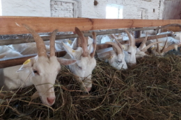На київській фермі кози живуть за іншими правилами