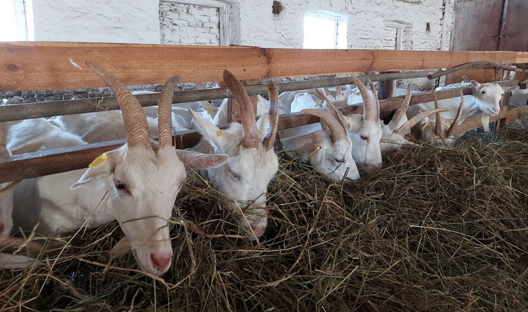На київській фермі кози живуть за іншими правилами