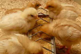 Перші години життя критичні для добробуту курчат