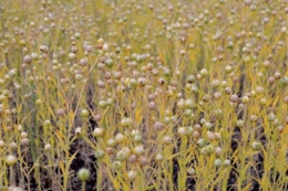 В Україні зростає валове виробництво льону олійного