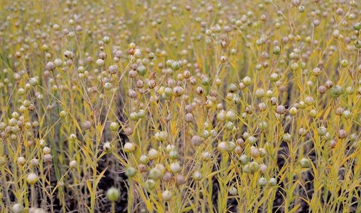 В Україні зростає валове виробництво льону олійного