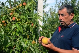 На міжнародному заході у Львові говоритимуть про промислове вирощування персика