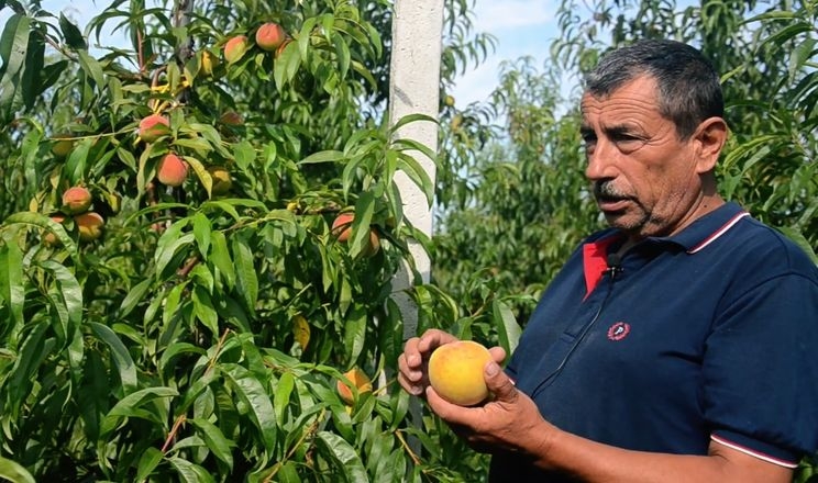 На міжнародному заході у Львові говоритимуть про промислове вирощування персика