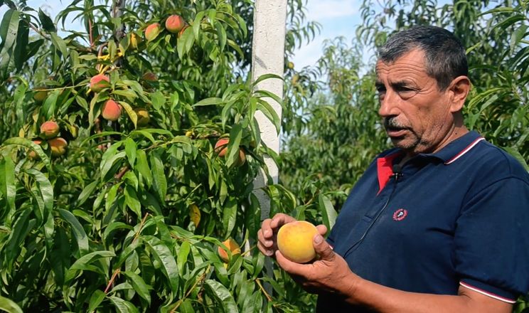 На міжнародному заході у Львові говоритимуть про промислове вирощування персика