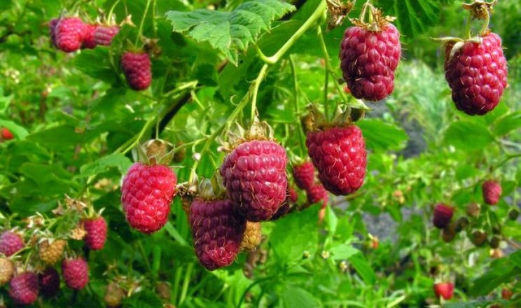 Спроба вирощування малини Віламет і Заматос на Київщині завершилася невдало