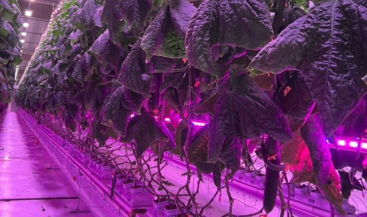 Шведська «теплиця у теплиці» дала 105 кг огірків з 1 м<sup>2</sup>