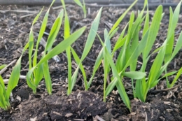 Вегетація озимих сповільнилася, але не припинилася