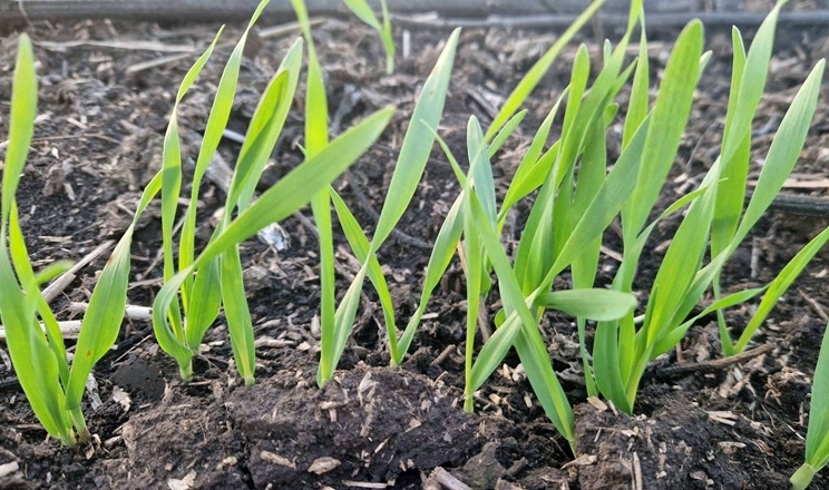 Вегетація озимих сповільнилася, але не припинилася