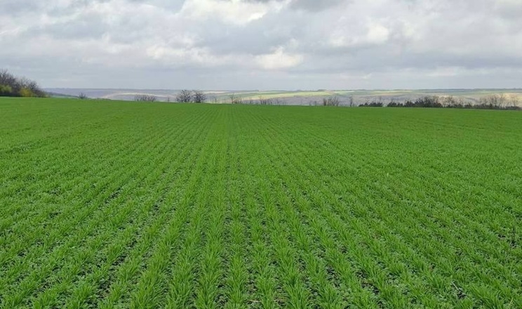 Умови для вегетації озимих у Tekom Agro Group складаються цілком задовільно