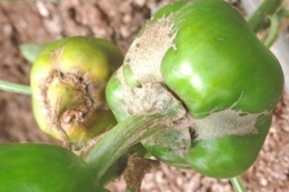 Syngenta розробляє гібриди перців, стійкі до трипсів