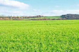 Як «Агроконсалтинг АВ» розв'язує проблему кислих ґрунтів