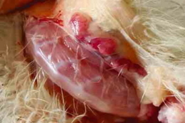 Хворобу Гамборо треба діагностувати методом ПЛР