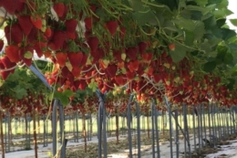 Ремонтантний сорт полуниці Kara дає до 800 г з рослини у перший збір