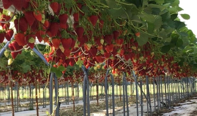 Ремонтантний сорт полуниці Kara дає до 800 г з рослини у перший збір