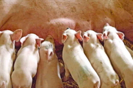 Мікрофлора як фундамент здоров'я свиноматки та поросят