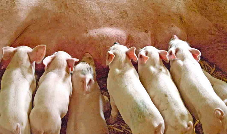 Мікрофлора як фундамент здоров'я свиноматки та поросят