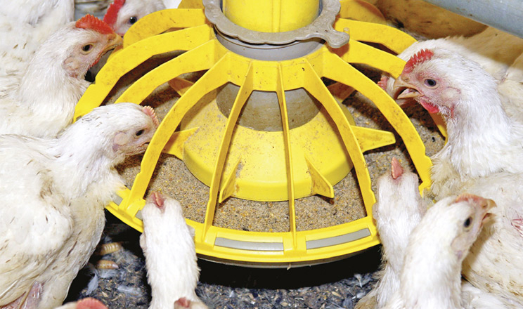 Ефективне усунення мікотоксинів