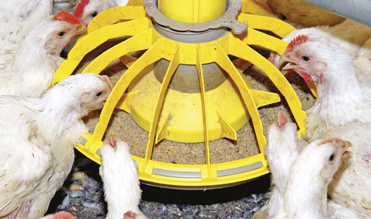 Мікотоксини становлять приховану, але всюдисущу загрозу для кормів і здоров’я тварин в усьому світі