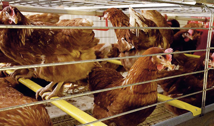 Євроклітка: виправданий перехід