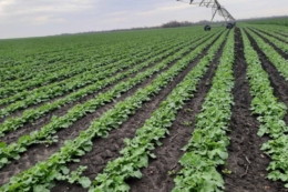 Тепла погода на Дніпропетровщині сприяє вегетації озимих