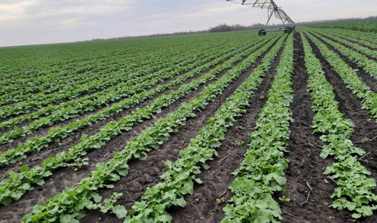 Тепла погода на Дніпропетровщині сприяє вегетації озимих