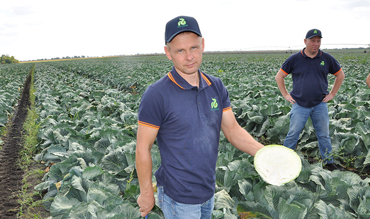 Ціни на капусту можуть зрости взимку через дефіцит якісної продукції