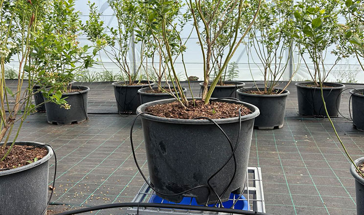 Лохина з бонусом