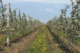 «ІНТЕП» оновлює сади на Дніпропетровщині попри війну