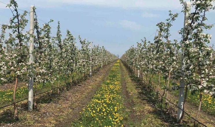 «ІНТЕП» оновлює сади на Дніпропетровщині попри війну