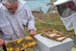 Бджільництво ще більше стає міждисциплінарною наукою